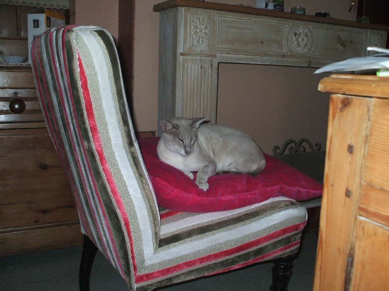les amis chats de nos bulldogs