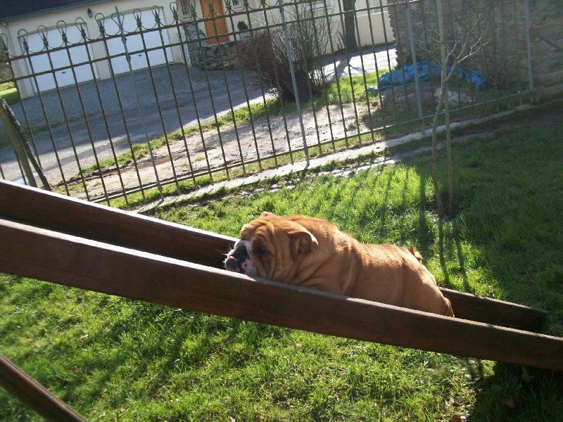 les bulldogs en action.