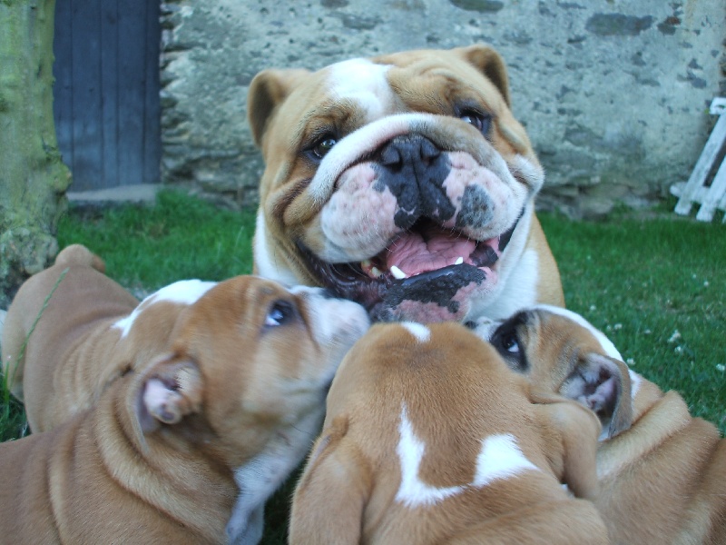 les bulldogs 