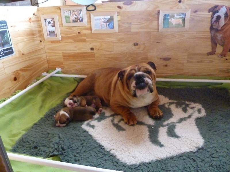 Gwenpick - Bulldog Anglais - Portée née le 30/04/2010