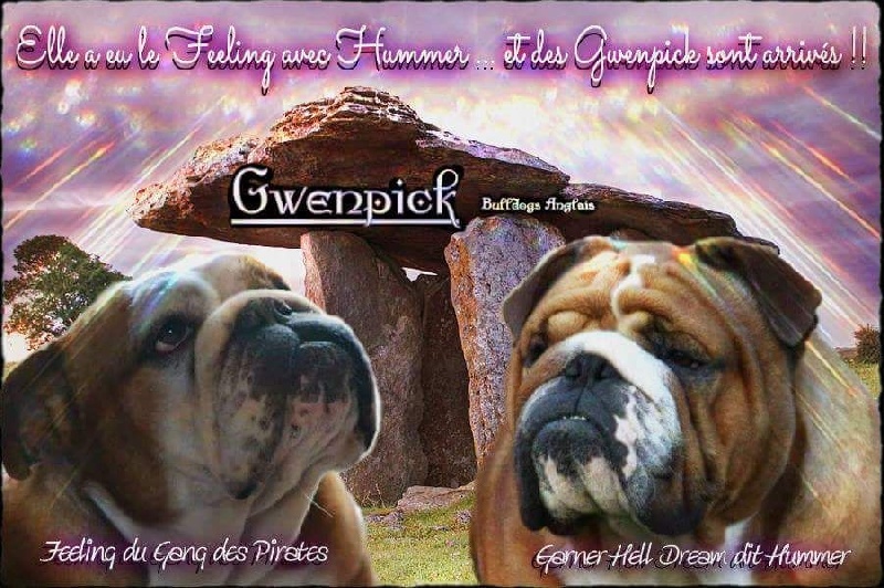 Gwenpick - Bulldog Anglais - Portée née le 24/04/2015